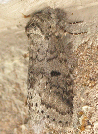 Variable Prominent